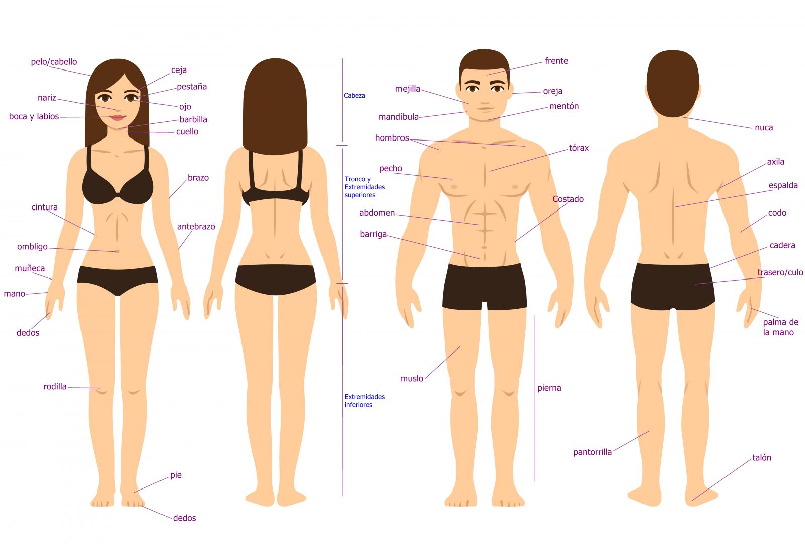Las Partes del Cuerpo Humano en Español - Brasil Escola